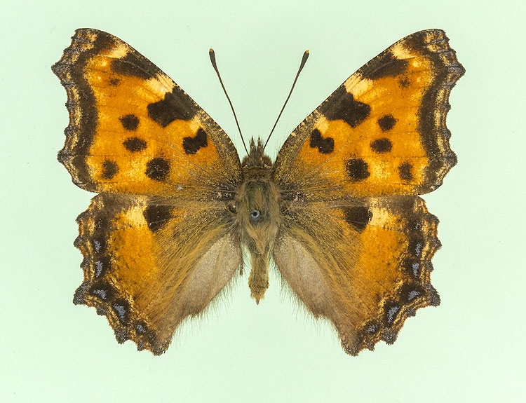 Typical Large Tortoiseshell (Nymphalis polychloros)