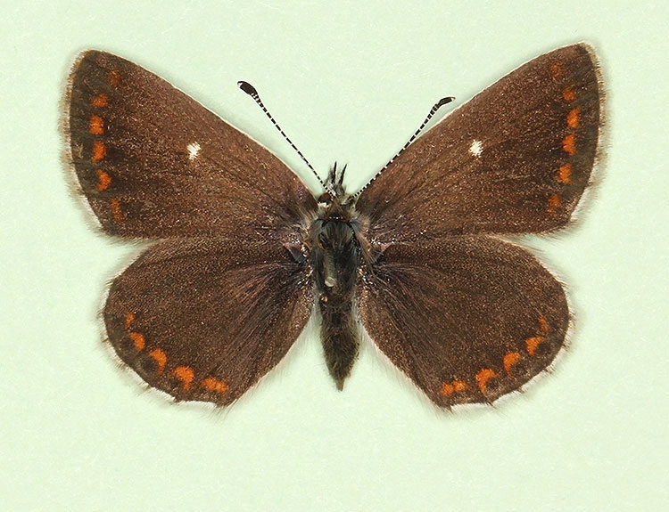 Typical Northern Brown Argus (Aricia Artaxerxes)