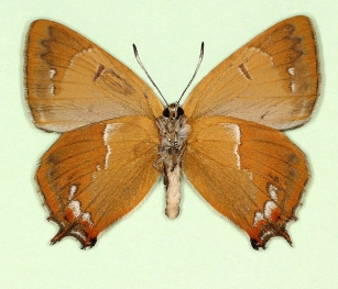 unistrigata Brown Hairstreak (Thecla betulae)