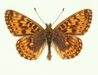 trans transversa Small Pearl-bordered Fritillary (Boloria selene)