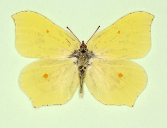 nov Brimstone (Gonepteryx rhamni)