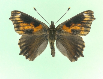 conjuncta Small Tortoiseshell (Aglais urticae)