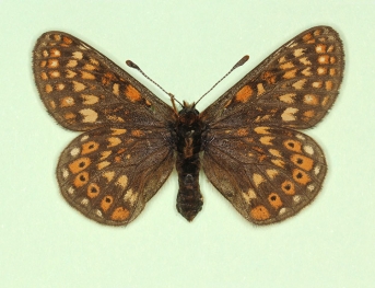 obscurata Marsh Fritillary (Euphydryas aurinia)