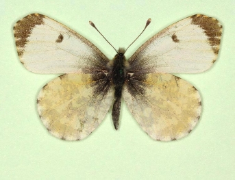 ochrea Orange-tip (Anthocharis cardamines)