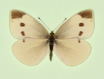fuscosignata Small White (Pieris rapae)