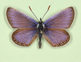 caeruleo Silver-studded Blue (Plebejus argus)