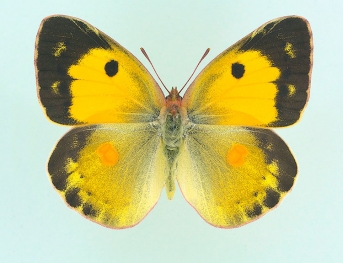magnipuncta Clouded Yellow (Colias croceus)