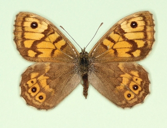 pallida Wall (Lassiommata megaera)