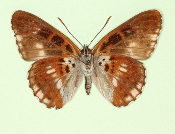 obliterae White Admiral (Limenitis camilla)