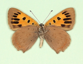 antiradiata Small Copper (Lycaena phlaeas)