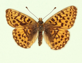 peroneural Pearl-bordered Fritillary (Boloria euphrosyne)