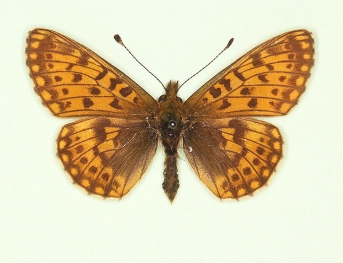 trans extenuata Small Pearl-bordered Fritillary (Boloria selene)