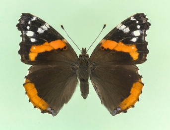trans ab. cabeauensis Red Admiral (Vanessa atalanta)