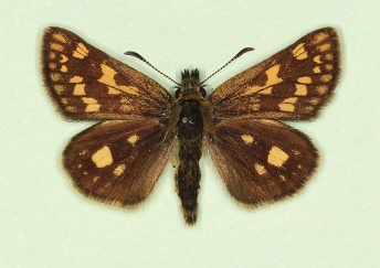 Skippers (Hesperiidae)