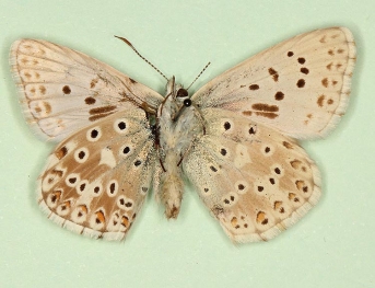 biirregularia Chalkhill Blue (Polyommatus (Lysandra) coridon)