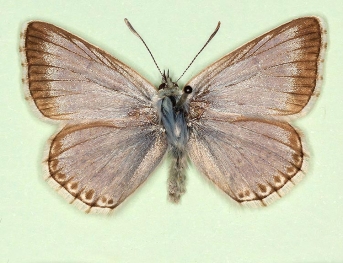 lavendula Chalkhill Blue (Polyommatus (Lysandra) coridon)