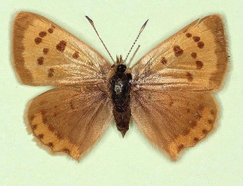 ab. nov Small Copper (Lycaena phlaeas)