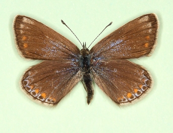 apicata Common Blue (Polyommatus (Lysandra) icarus)