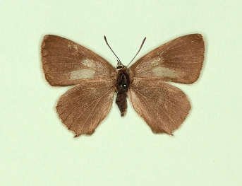nov Purple Hairstreak (Neozephyrus quercus)