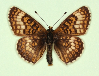 pallida Glanville Fritillary (Melitaea cinxia)