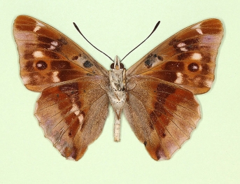 lugenda Purple Emperor (Apatura iris)