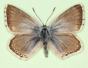 ultramelaina Chalkhill Blue (Polyommatus (Lysandra) coridon)
