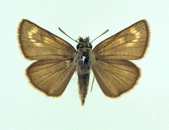 alba Lulworth Skipper (Thymelicus acteon)