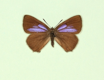 minor Purple Hairstreak (Neozephyrus quercus)