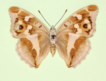 nov Purple Emperor (Apatura iris)