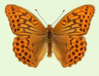 Silver-washed Fritillary (Argynnis paphia)