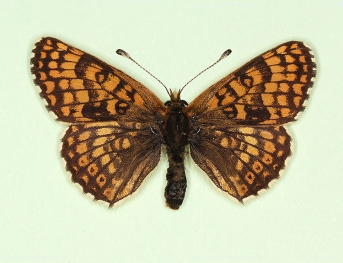 transversa Glanville Fritillary (Melitaea cinxia)
