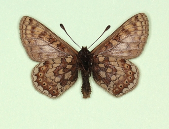 atratus Marsh Fritillary (Euphydryas aurinia)