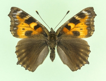 nigra Small Tortoiseshell (Aglais urticae)