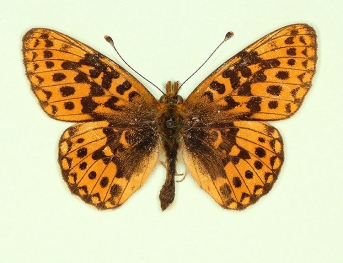 ab.nov Pearl-bordered Fritillary (Boloria euphrosyne)