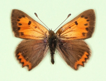 remota Small Copper (Lycaena phlaeas)