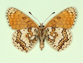 expuncta Glanville Fritillary (Melitaea cinxia)