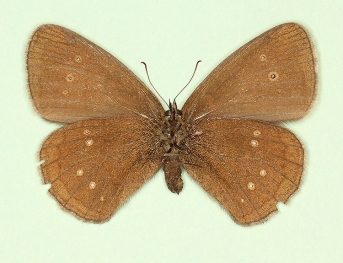 centrifera Ringlet (Aphantopus hyperanthus)