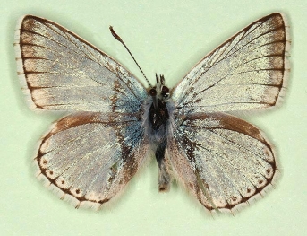 semifowleri Chalkhill Blue (Polyommatus (Lysandra) coridon)