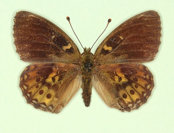 emilia Dark Green Fritillary (Argynnis aglaja)