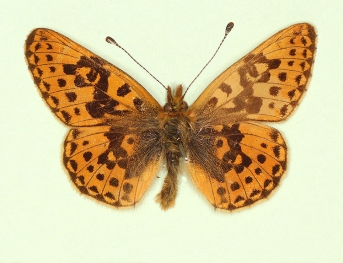 ab. nov Pearl-bordered Fritillary (Boloria euphrosyne)