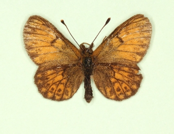 antiobsoleta + nov Small Pearl-bordered Fritillary (Boloria selene)