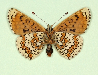 interligata Glanville Fritillary (Melitaea cinxia)
