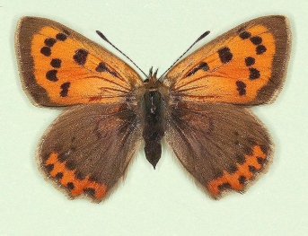 elongata Small Copper (Lycaena phlaeas)
