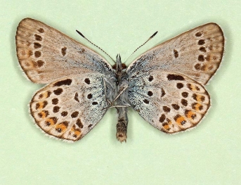 discreta + limbojuncta Silver-studded Blue (Plebejus argus)