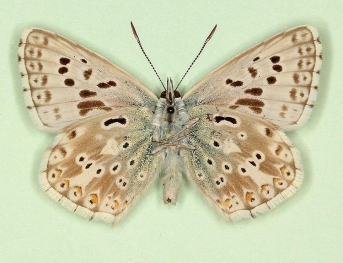 confluentiae + glomerata Chalkhill Blue (Polyommatus (Lysandra) coridon)
