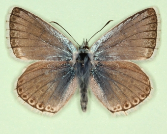 glabrata Chalkhill Blue (Polyommatus (Lysandra) coridon)