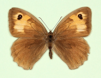 pallens Meadow Brown (Maniola jurtina)