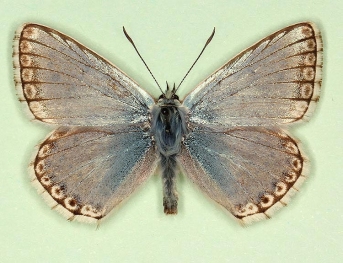 punctata-margino Chalkhill Blue (Polyommatus (Lysandra) coridon)