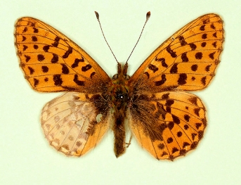 postsinispathological Pearl-bordered Fritillary (Boloria euphrosyne)