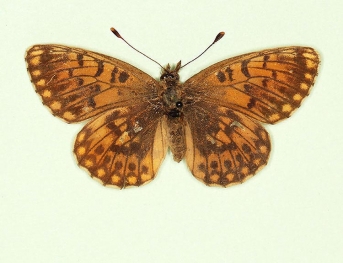 gerda Small Pearl-bordered Fritillary (Boloria selene)
